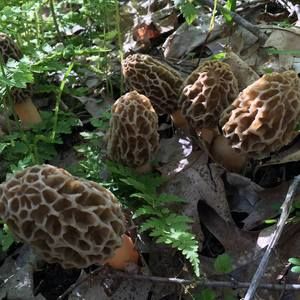 Meet your Posher, Bobbie